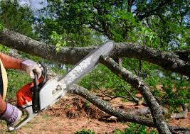 Best Tree Health Inspection  in Viera East, FL